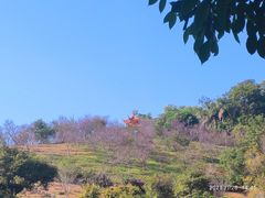 -深圳仙湖植物园