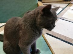 -猫色咖啡·猫咖