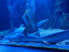 -太平洋海底世界