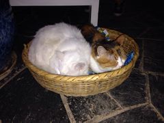 iphone_upload_pic-Anne猫窝咖啡屋