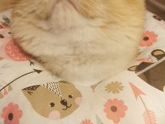 -东方名猫馆·英短金渐层布偶猫舍(环线广场1号楼店)