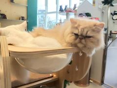 -飞行喵MR PILOT|猫舍·猫咖(静安大融城店)