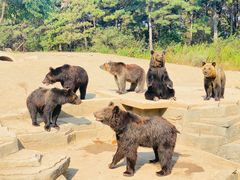 -沈阳森林动物园