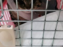 -宠福鑫康馨动物医院·骨科·眼科