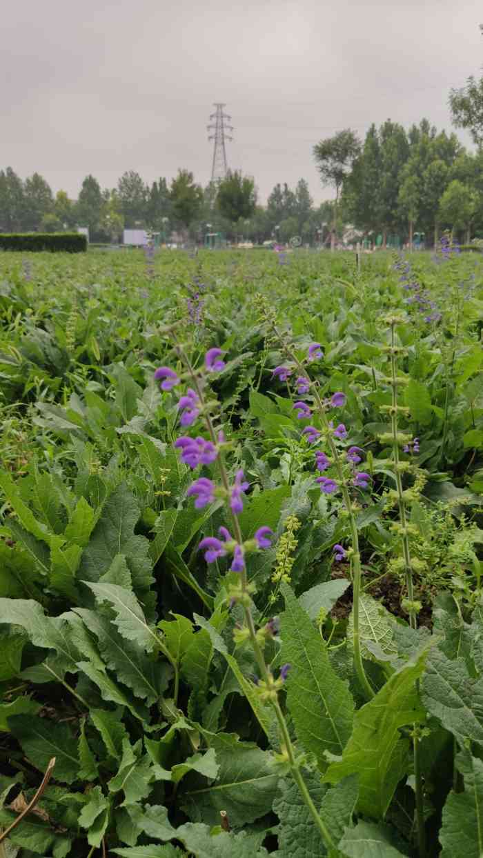 兴华公园-"兴华公园位于西红门地铁站附近,分东西两."-大众点评移动版