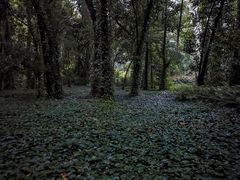 -中国科学院华南植物园