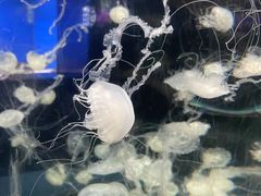 -重庆欢乐海底世界