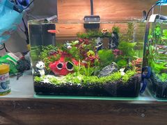 -花鸟鱼虫鲜花绿植市场(玉泉路店)