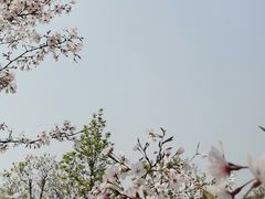 -花开海上生态园