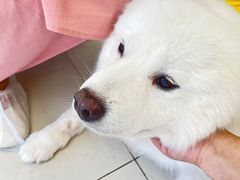 -怪兽屋·羊驼·猫咖·狗咖(俊华广场店)