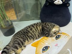 -纳吉亚猫专科动物医院·北北分院