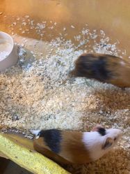 -奇幻萌宠部落(映月湖环宇城店)