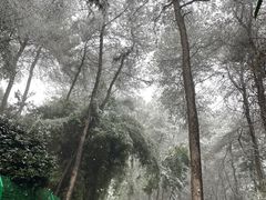 -铁山坪森林公园