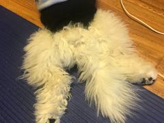 -艾贝尔宠物医院 ·内科全科(梁溪路店)