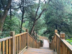 -铁山坪森林公园