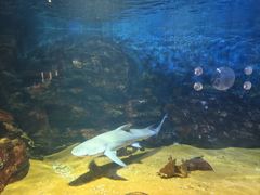 -烟台海昌鲸鲨海洋公园