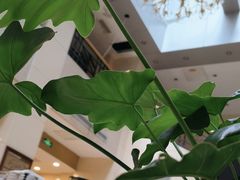 -阿什卡咖啡馆ESSCA COFFEE(塔里木石油宾馆店)