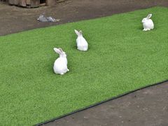 -崇圣寺三塔文化旅游区