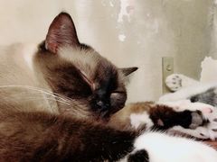 -猫咪博物馆(顶澳仔猫街店)