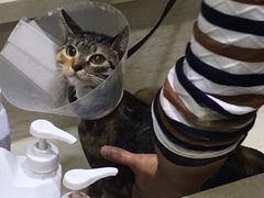 -暖阳宠物医院·犬猫康复中心·骨科