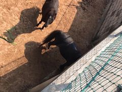 -西霞口神雕山野生动物世界