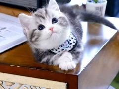 -欣宠猫屋·矮脚拿破仑·蓝金金渐层