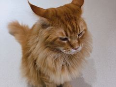 -藏猫猫咖啡主题馆(中央大道店)