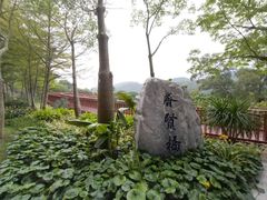 -银湖山郊野公园-相思林