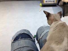 -琪喵猫屋·撸猫猫咖·猫舍