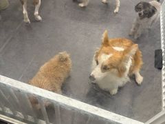 -有喵·猫咖·狗咖·30几只猫10只小狗(岗厦店)