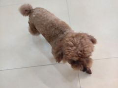 -喵宠乐园·撸猫互动·猫舍