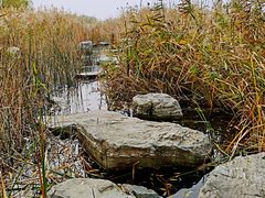 -绿堤公园