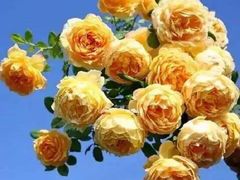 -上海农商银行(平凉路支行)