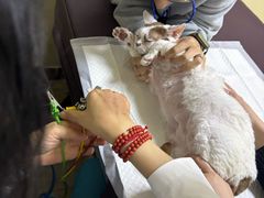 -美联众合动物医院·24h转诊中心