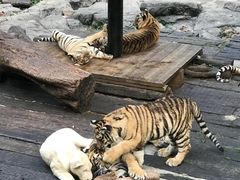 -广州长隆国际大马戏