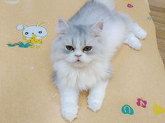 -COLOR PETS 撸猫馆·购猫·猫咖(长风大悦城店)