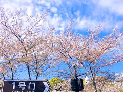 -顾村公园