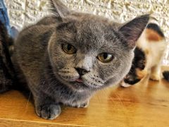 -平行世界·猫咖(首经贸店)