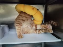 -仁华宠物医院(青羊店)