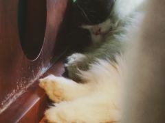 -李小姐の猫咖啡馆(五角场店)