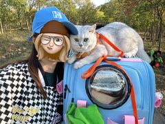 -欣宠猫屋·矮脚拿破仑·蓝金金渐层