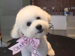 -Oh My Dog宠物沙龙(伊珊娜皮毛护理店)