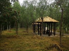 -西青郊野公园