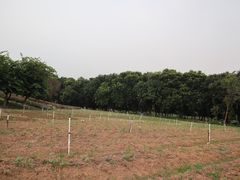 -松山湖梦幻百花洲