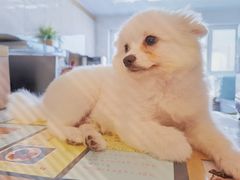-MOYOYO猫咪咖啡店