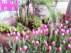 -石家庄市植物园