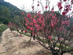 -南国桃园旅游度假区