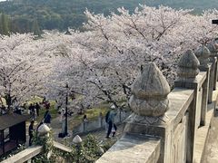 -苏州上方山国家森林公园