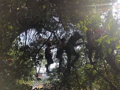 -芦仙山景区-飞越丛林探险乐园