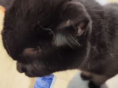 -有喵·猫咖·狗咖·30几只猫10只小狗(岗厦店)